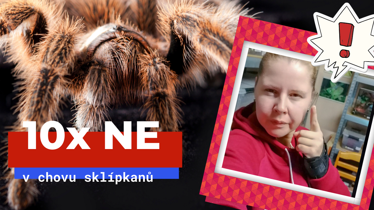 Chyby v chovu sklípkana