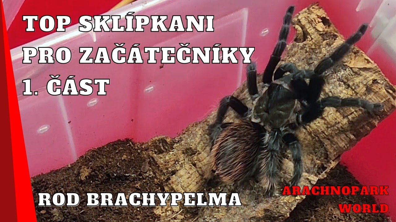 Rod Brachypelma - Sklípkani pro začátečníky