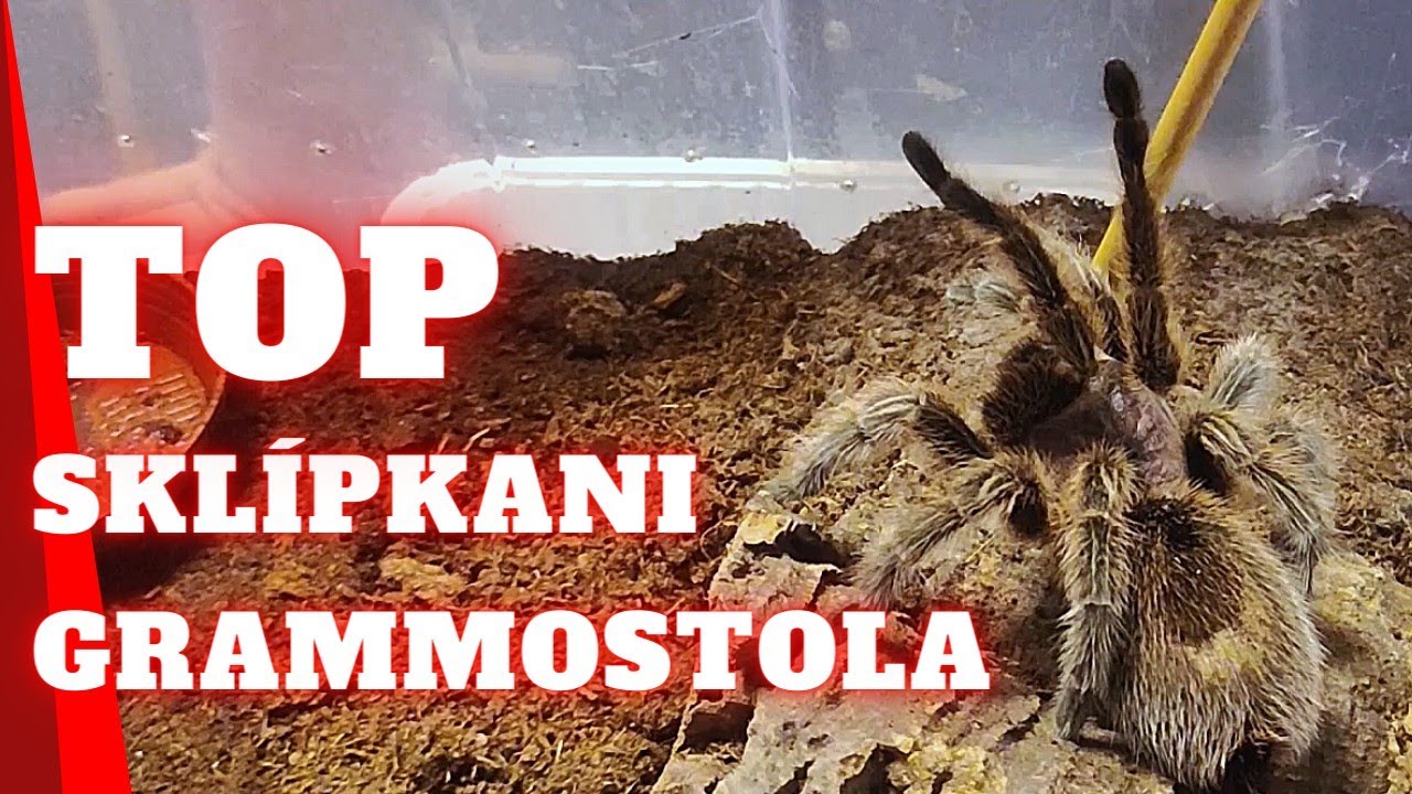 Rod Grammostola - Sklípkani pro začátečníky