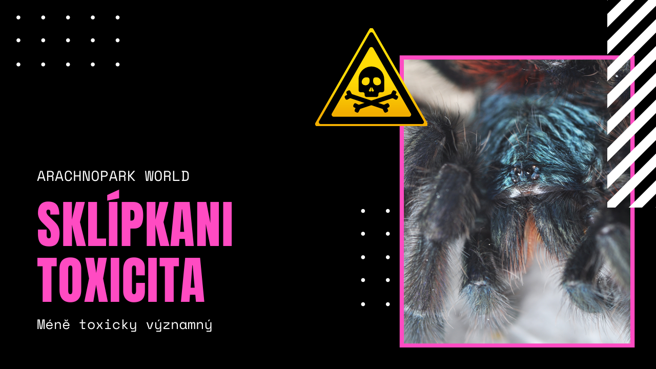 Je sklípkan jedovatý? (1. část)