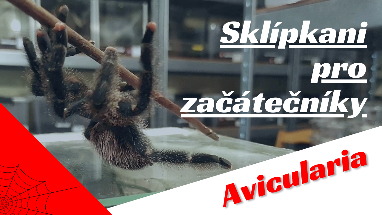 Rod Avicularia - Sklípkani pro začátečníky