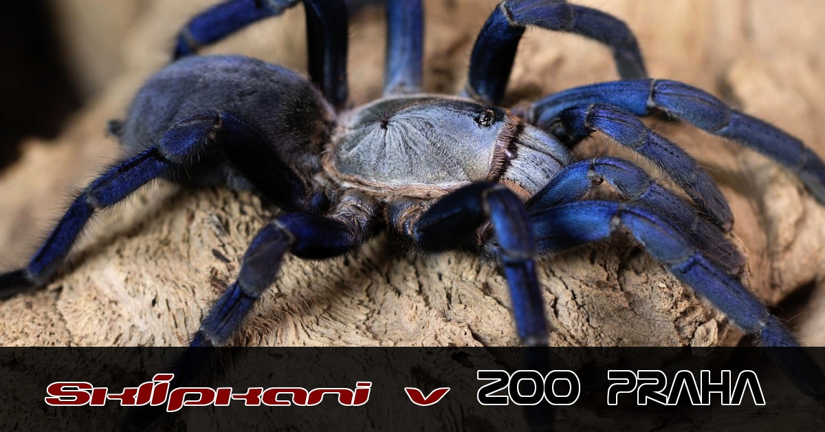 Arachnopark World v ZOO PRAHA