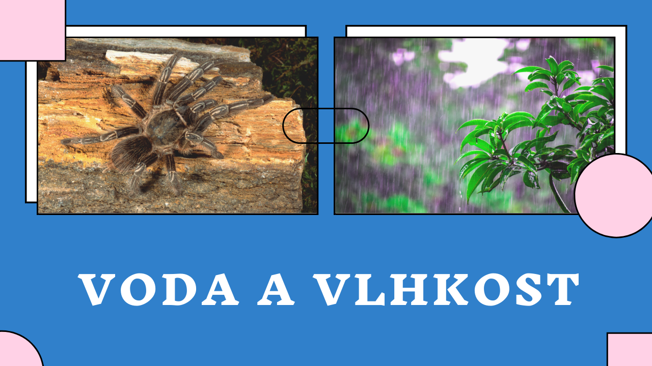 Voda a vlhkost u sklípkana