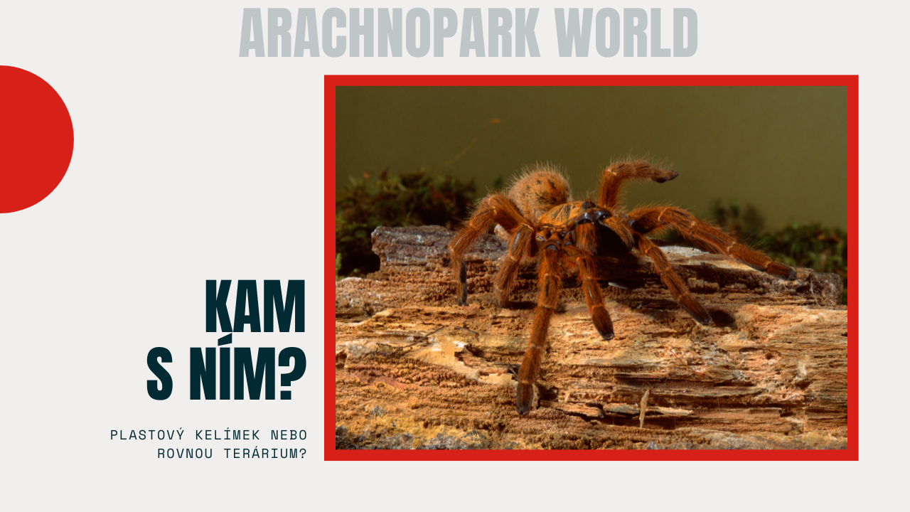 Terárium pro sklípkana