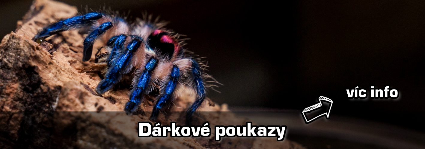 Dárkový poukaz