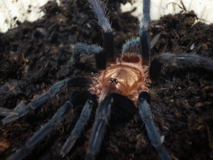 Holothele longipes