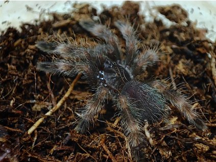 Psalmopoeus victori