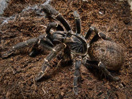 Pterinochilus chordatus