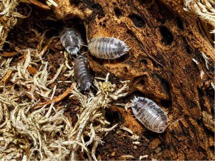 Porcellio laevis Milk Back
