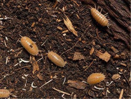 Porcellio laevis Orange