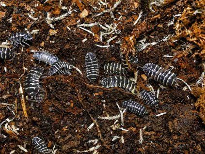 Armadillidium maculatum yellow zebra