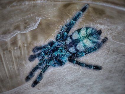 Caribena versicolor