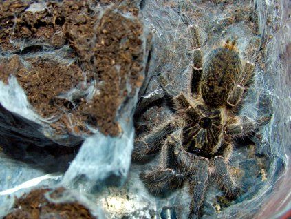 Ceratogyrus marshalli