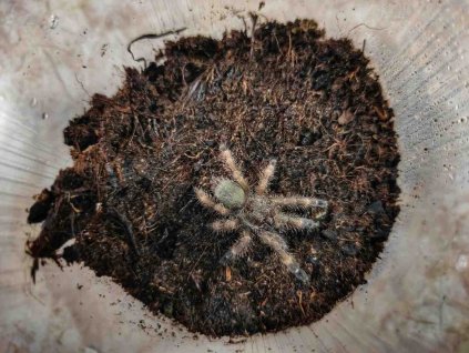 Psalmopoeus reduncus