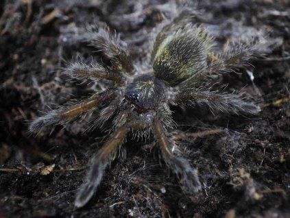 Harpactira baviana