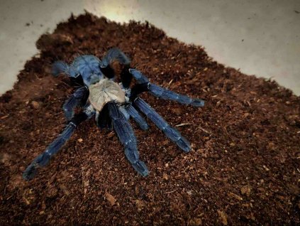 Cyriopagopus sp. hati hati