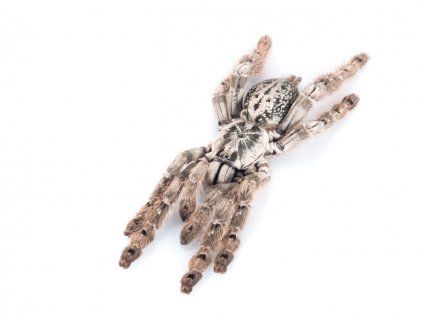 Heteroscodra maculata