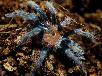 Davus pentaloris