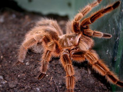 Grammostola rosea