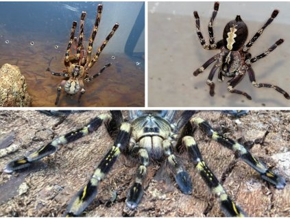 rod Poecilotheria