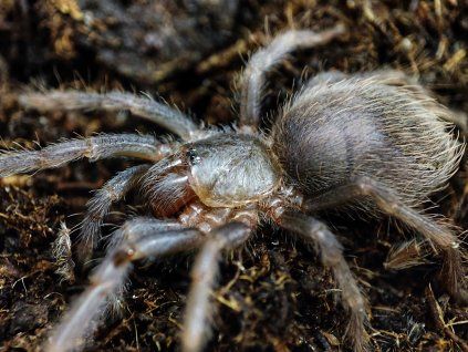 Pterinopelma sazimai