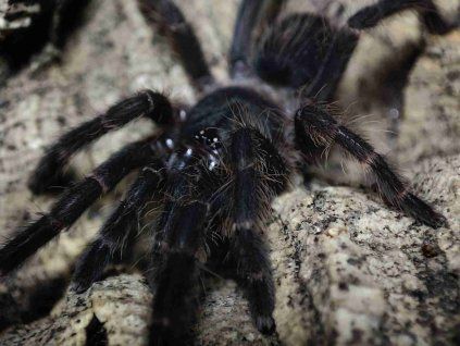 Orphnaecus sp. panay blue