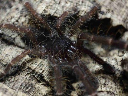 Phormingochilus sp. rufus