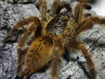 Pterinochilus murinus