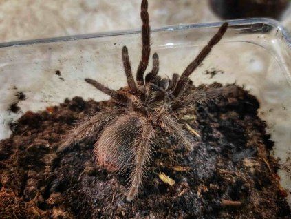 Phormictopus auratus