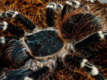 Acanthoscurria geniculata