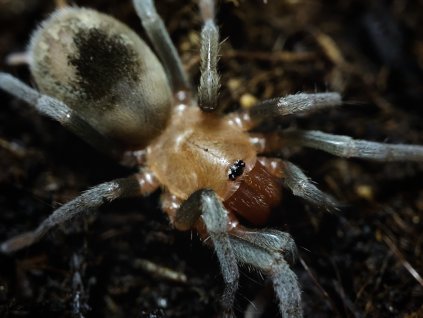 Bumba horrida ex. cabocla