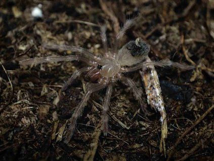 Lasiodora striatipes