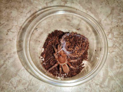 Orphnaecus philippinus
