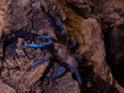 Birupes simoroxigorum