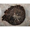 Psalmopoeus reduncus