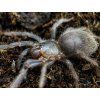 Pterinopelma sazimai