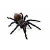 Pterinopelma sazimai