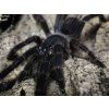 Orphnaecus sp. Blue quezon