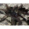 Phormingochilus sp. rufus