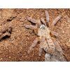 Phormingochilus sp. Rufus