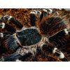 Acanthoscurria geniculata