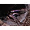 Chilobrachys sp. electric blue 1