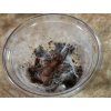 Chilobrachys sp. electric blue