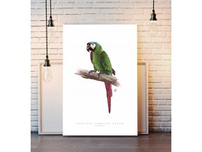Plakáty2 Chestnut fronted Macaw