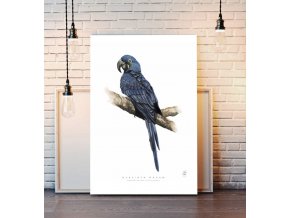 Plakáty2 Hyacinth Macaw