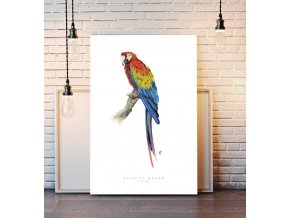 Plakáty2 Scarlet Macaw