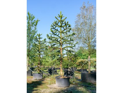 Araucaria Zahradni Prodej (našich podmínkách, vaši zahradu, druhů araukárií, Charakteristické rysy) Araucaria Zahradni Prodej