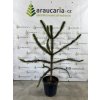 Araucaria araucana - Blahočet čilský 110-120 cm (20-30 l kontejner), Reg. č.: CZ-2797