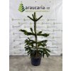 Araucaria araucana - Blahočet čilský 130–140 cm (25-30 l kontejner), Reg. č.: CZ-2797