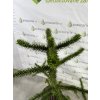 Araucaria araucana - Blahočet čilský 120–130 cm (25-30 l kontejner), Reg. č.: CZ-2797